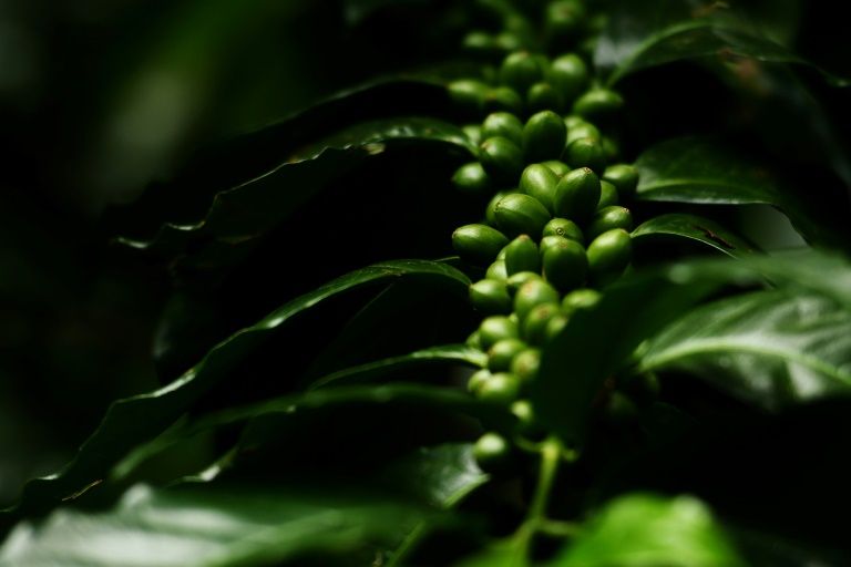 Partage : 60% des espèces de café sauvage sont menacées d'extinction - Actualités | DesRecherchesTV
