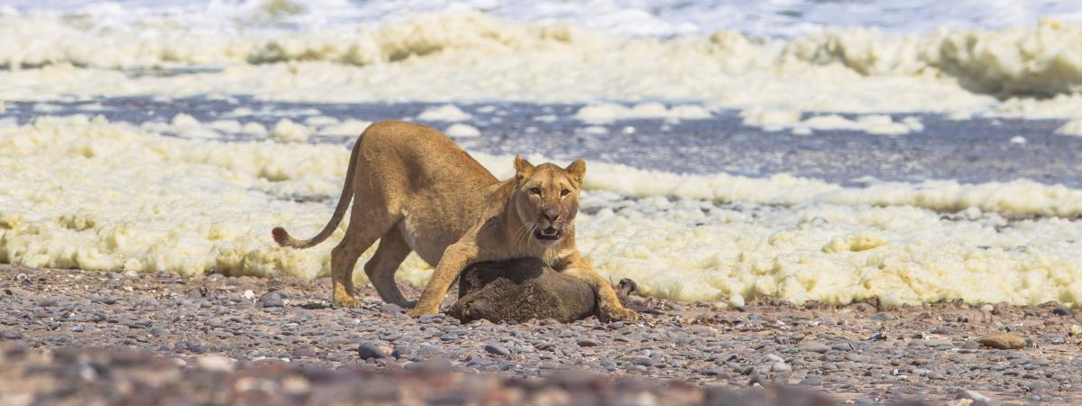 Partage en namibie le lion du desert chasse les phoques et les oiseaux de mer pour survivre
